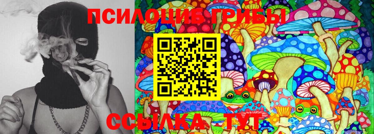 Галлюциногенные грибы Psilocybe Новотроицк